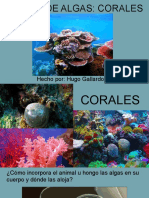 Coral Es