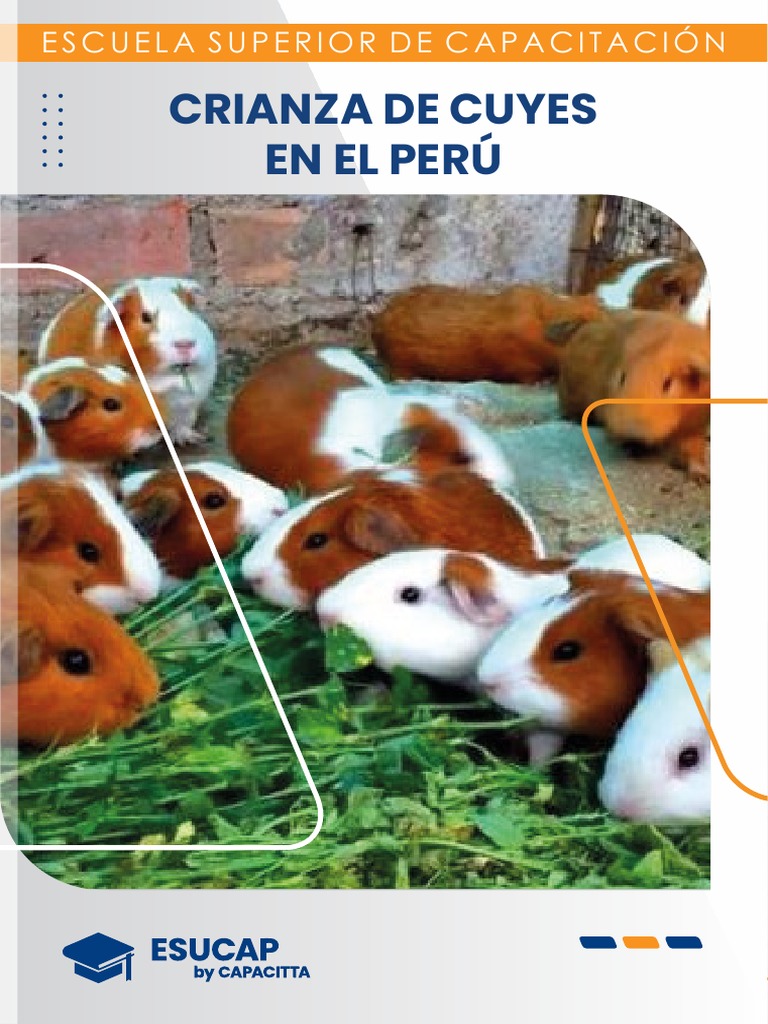 Criando Cuyes: Guía Práctica en Perú | PDF | Conejillo de indias ...