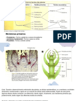 Meristemas primários e tecidos vegetais