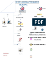Esquema Hematopoyesis