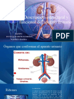 EXPO Descripción Estructural y Funcional Del Aparato Urinario