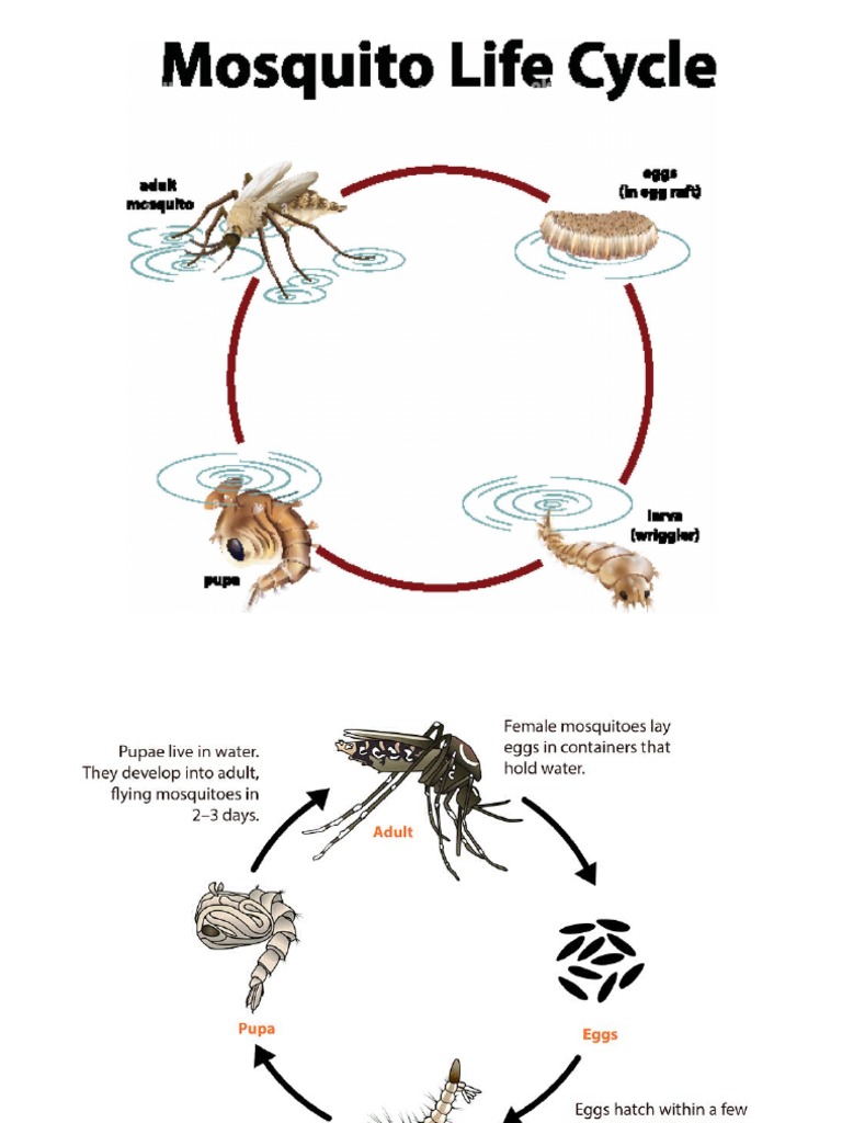 Animal Cycles Biology Diagrams