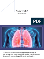 Sistema respiratorio: anatomía y función de las vías respiratorias