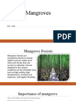 Mangrove Forestt