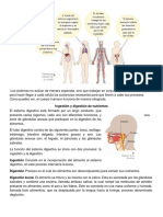 Ingestion y Digestion