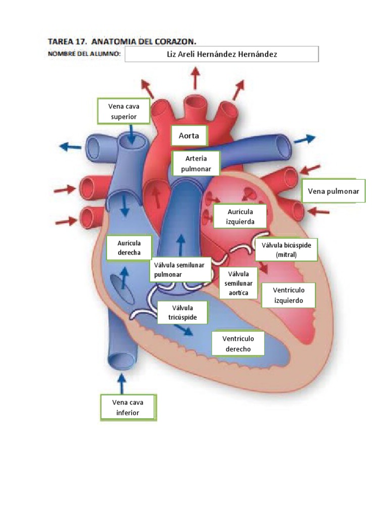 Anatomia Del Corazón | PDF