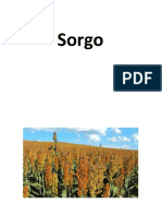 Seminario Produçao Animal Sorgo