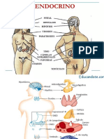 Sistema Endocrino