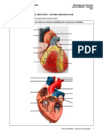 Anfiteatro 2 Cardiovascular