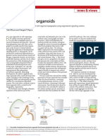 Polarising Brain Organoids