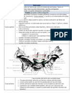 Esfenoides: hueso en forma de cuña en fosa craneal media