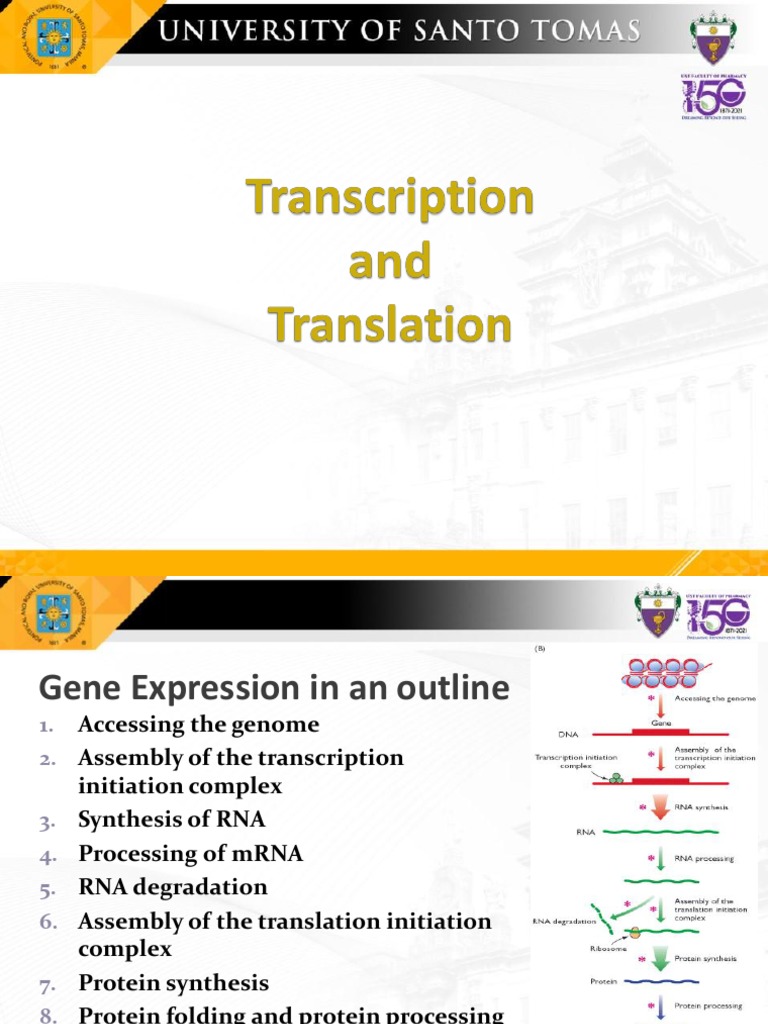 Transcription and Translation PDF Rna Translation (Biology)