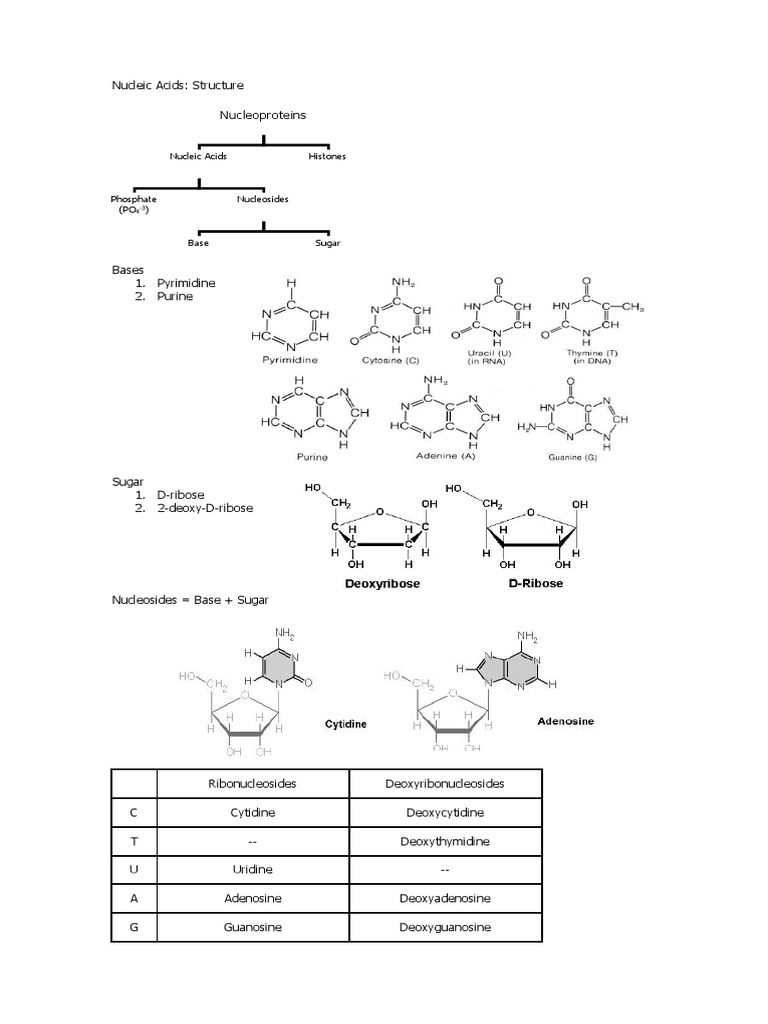 Structure of Nucleic Acids PDF Nucleic Acids Dna