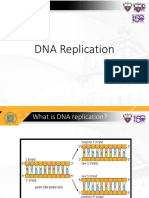 DNA Replication 2