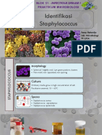 2019 - Identifikasi Staphylococcus