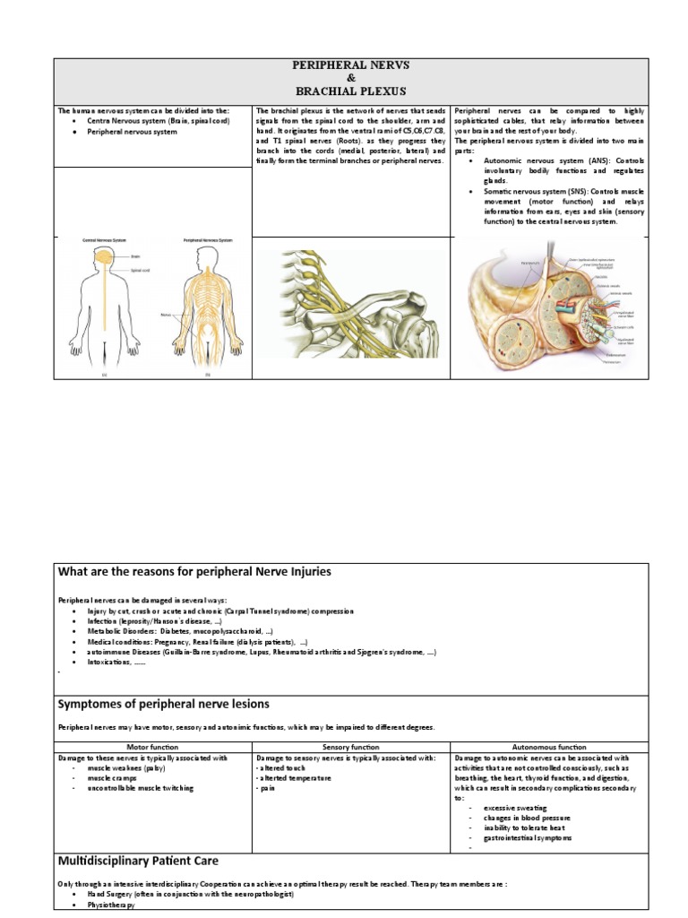 Nerves Pdf Nervous System Medicine