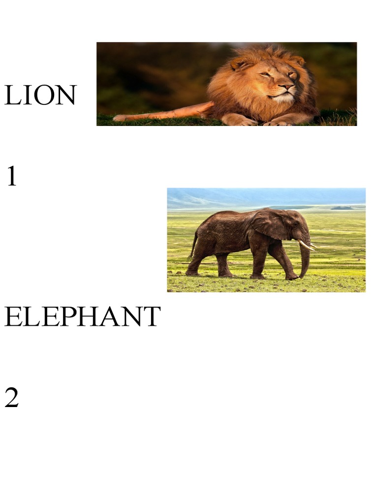 LION | PDF