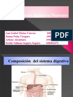 Procesos Digestivo Humano. SCARLIN