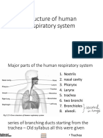 Structure of Respiratory System