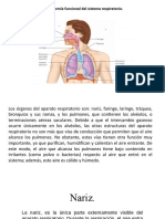 Anatomia Del Sistema Respiratorio