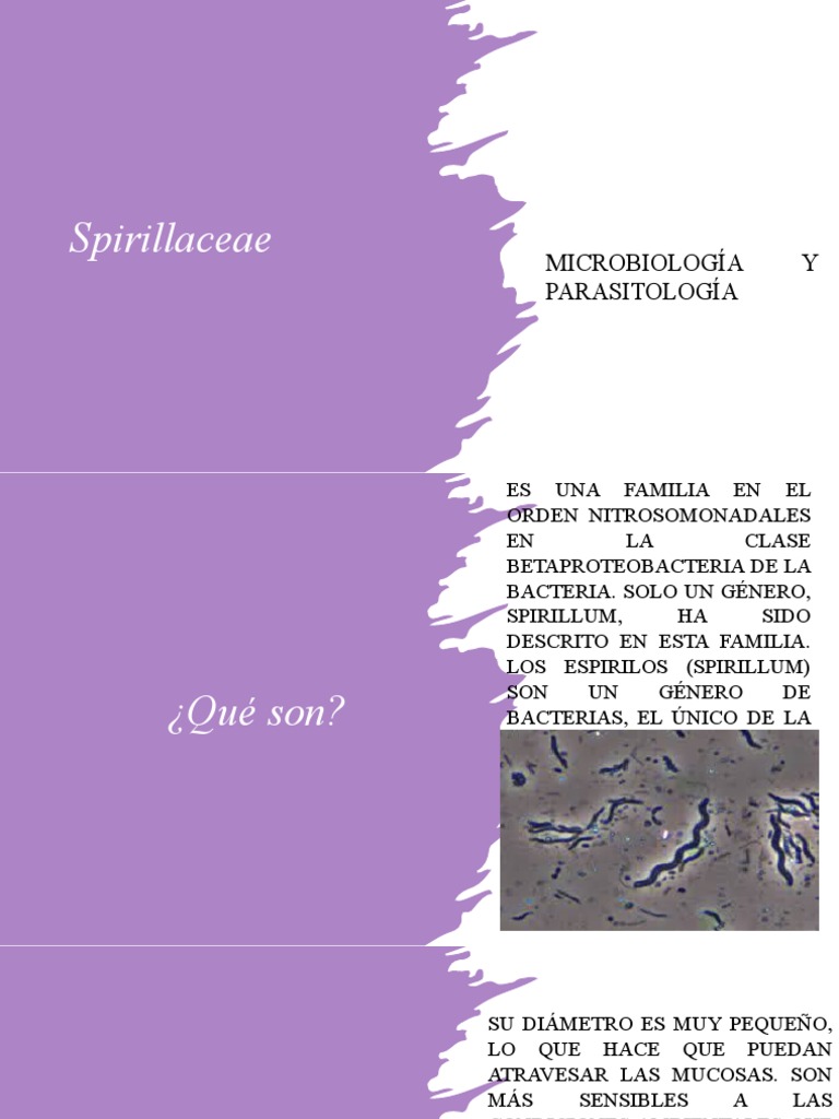 Características de las Bacterias Espirilos | PDF | Las bacterias | Biología  Celular)
