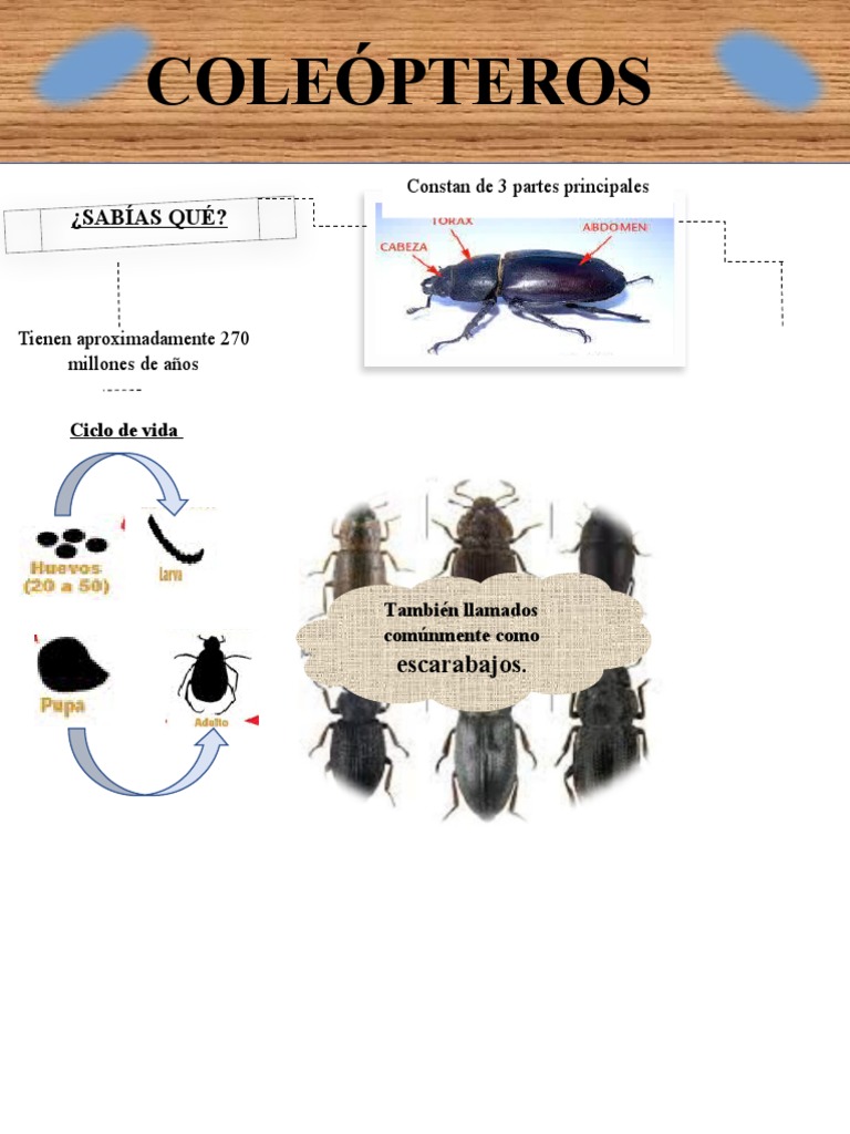Póster coleópteros | PDF