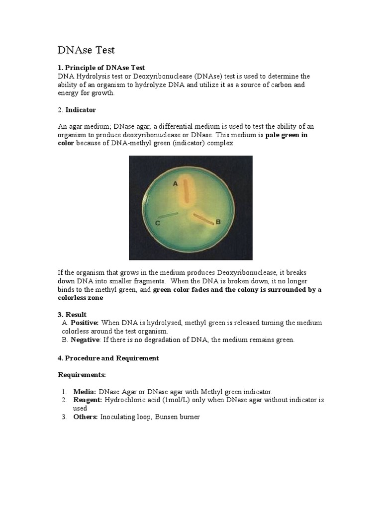 Dnase Test PDF
