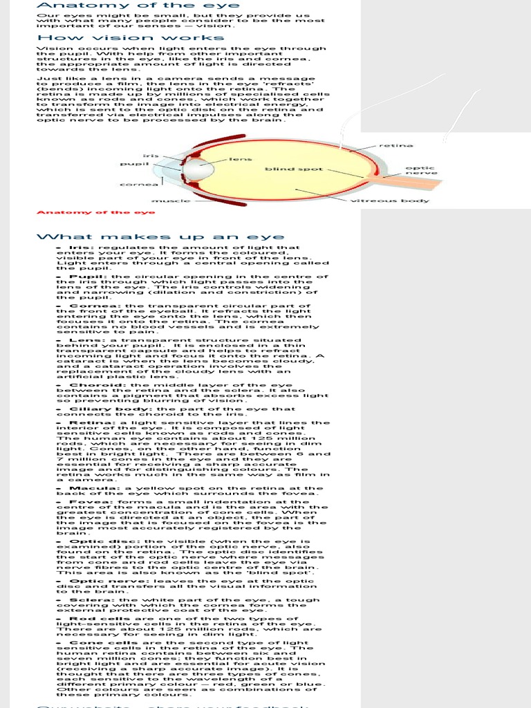 (Anatomy of The Eye) STUDY!!! | PDF | Eye | Retina