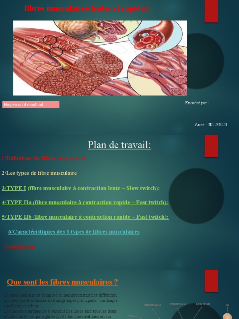 fibres-musculaires-lentes-et-rapides-pdf-muscle-squelettique