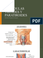 Glándulas Tiroides y Paratiroides