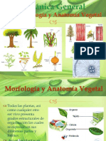 Cap 3 Morfología y Anatomía Vegetal A.wetzell Agosto 2020 Im