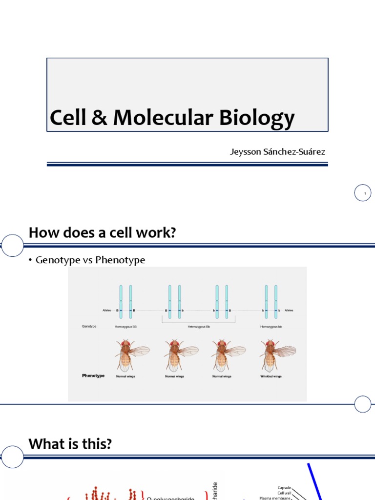 Cell and Molecular Biology | PDF