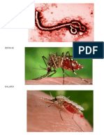 EBOLA Dengue Malaria