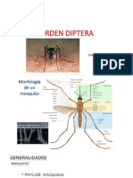 Diapo Orden Diptera (Mosquitos)