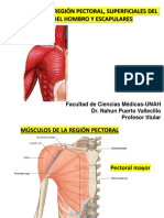 Región Pectoral, Superficial Del DORSO y Axila