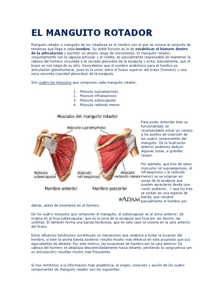 El Manguito Rotador | PDF | Hombro | Sistema musculoesquelético