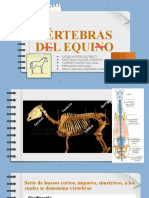 Vertebras Equino