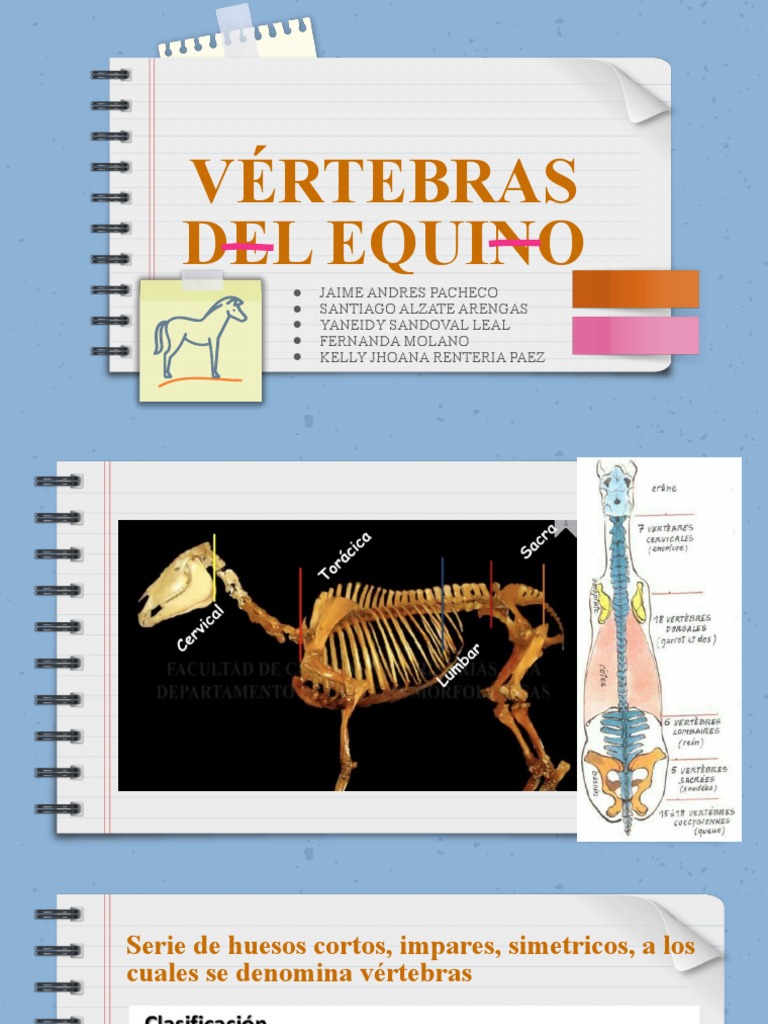Vertebras Equino Pdf