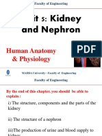 Unit 5 - Kidney and Nephron