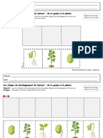 Images-Sequentielles-Developpement-Graine-De-Haricot-Maternelle (Glissé (E) S)