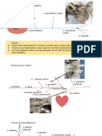 Formação da v. porta-hepática