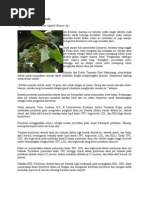 Download daun jati by yfreddie SN62709345 doc pdf