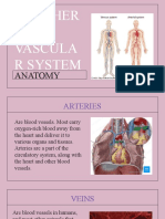Anatomy of Peripheral Vascular and Lymphatic Systems