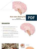 Brain Stem