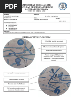 Practica O6 Agentes Etiologicos de Dermatofitosis Epidermophyton Trichophyton Microsporum y Nannizia (Dibujos)