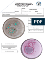 Practica 10 - Paracoccidioides Brasiliensis Blastomyces Dermatitis Coccidioides Immitis - Plastilinas