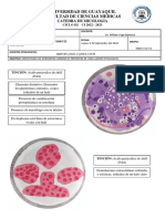 PRACTICA  11 - HISTOPLASMA CAPSULATUM Y TALAROMYCES MARNEFIEE PLASTILINAS