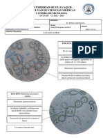 Practica 09 Lacazia Rinosporidium Conidiobolos Basidiobolos Prototheca - Dibujos