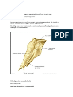 Apresentação Dos Pequenos Ossos Do Maciço Facial