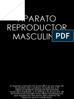 Aparato Reproductor Masculino